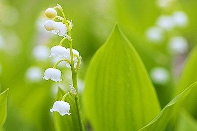 魔幻假面喵12月加入《宝可梦：大集结》